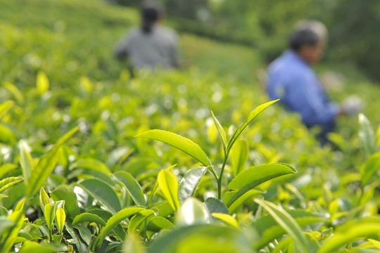 美麗茶園茶葉采摘