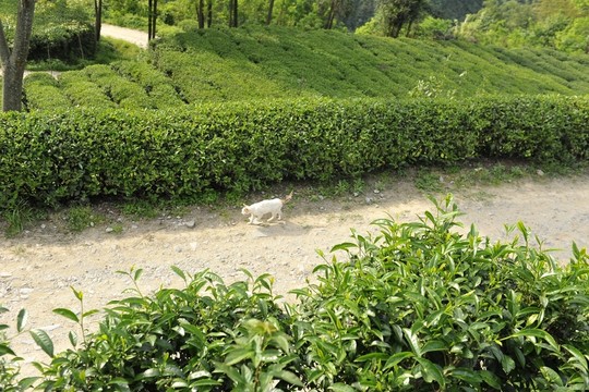 美麗茶園茶葉采摘