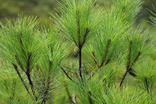 松樹(shù) 松針