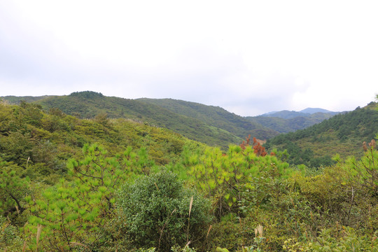 山