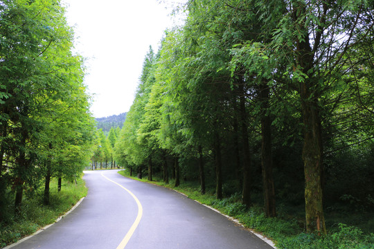 森林中的馬路