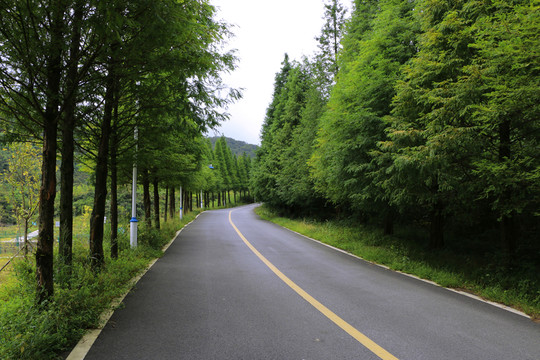 上山的公路 樹林