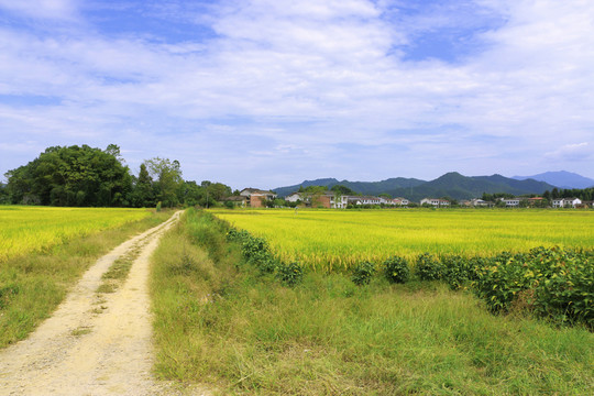 田園風(fēng)光 鄉(xiāng)村小路