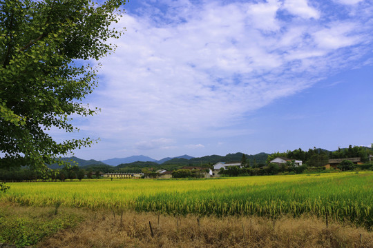 水稻 風(fēng)景