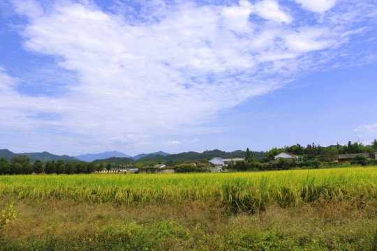田園風(fēng)光 水稻田