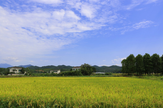 田園風光 郊外