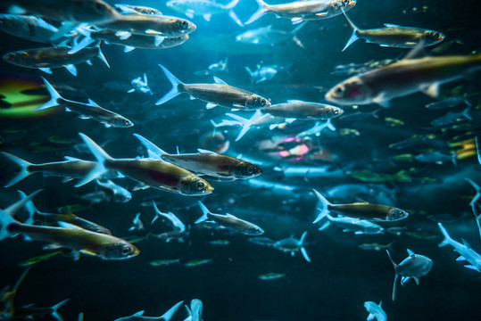 海洋館魚類