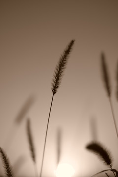 狼尾草
