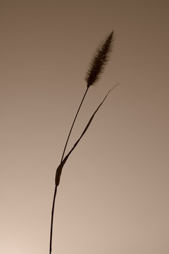 狗尾草