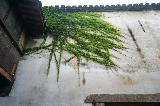 烏鎮(zhèn) 老院墻