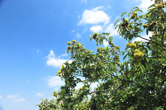 栗子樹 板栗 果園