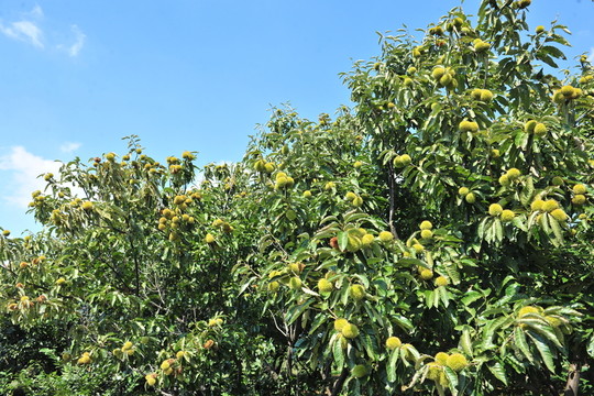 板栗園  栗子滿枝