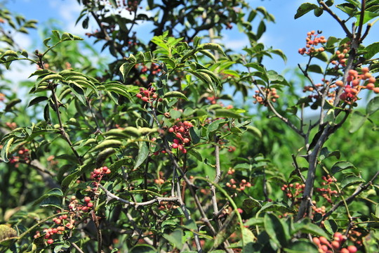 紅花椒  花椒樹