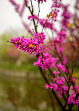 紫荊
