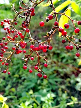 IMG20 紅色植物果實(shí)