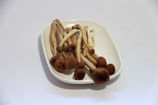 茶菇