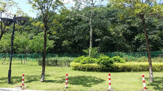 綠化
