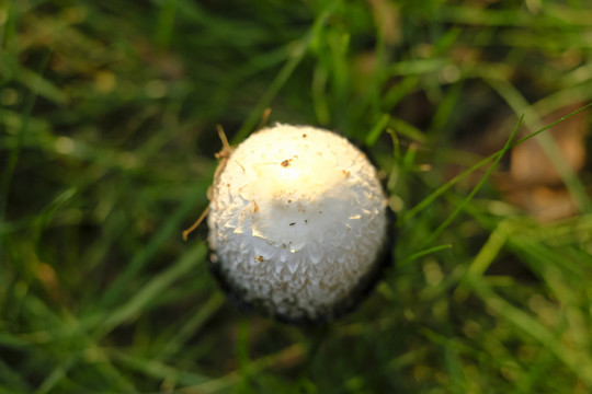 毒蘑菇
