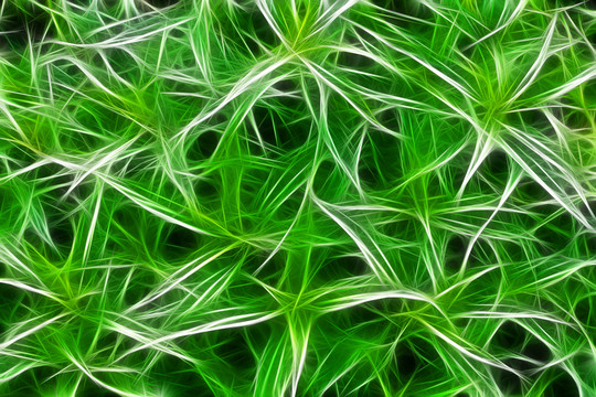 電腦畫(huà) 植物