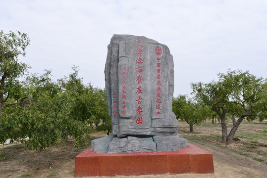 崔莊古棗園