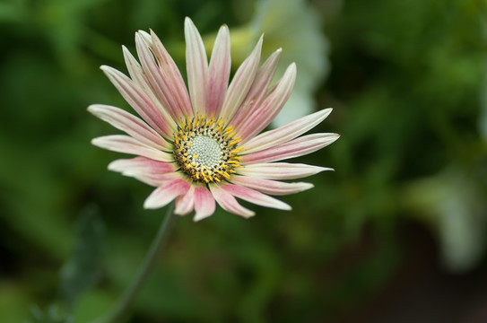 微距鏡頭下的菊花