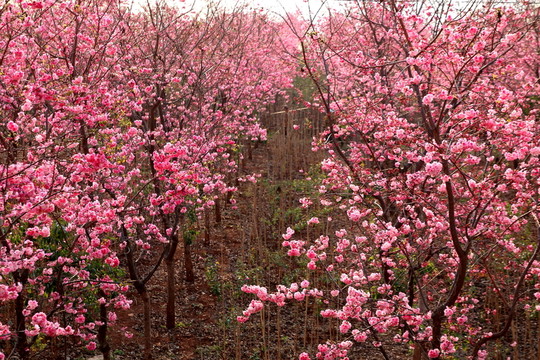 櫻花地