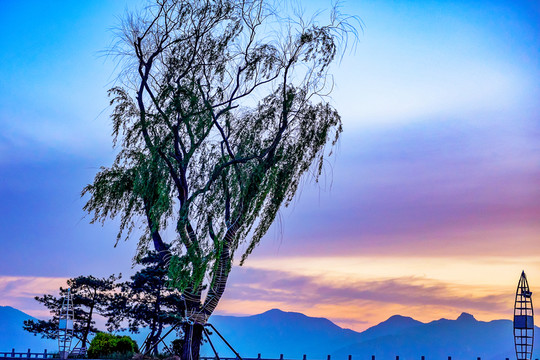 柳樹 夕陽