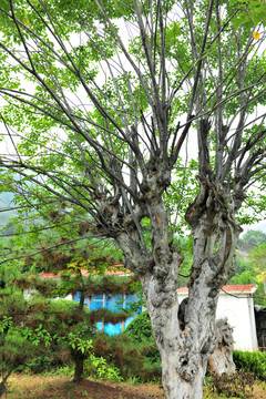 大樹(shù) 樹(shù)木