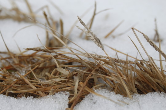 雪地上的枯草