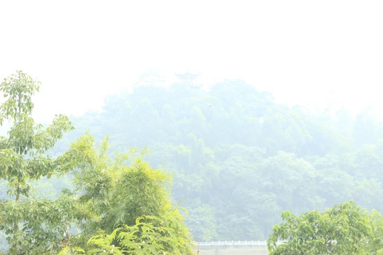 綠竹