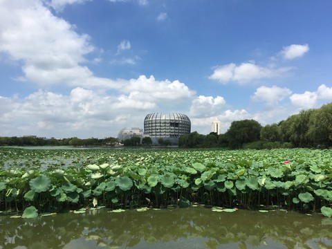 校園荷塘景色