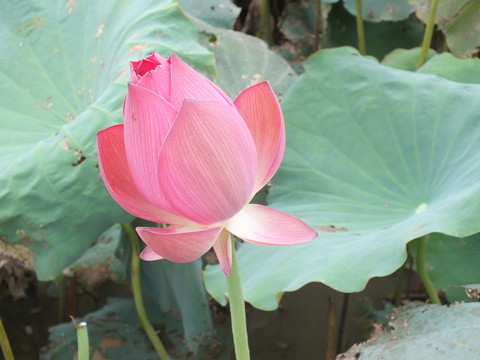 紅蓮