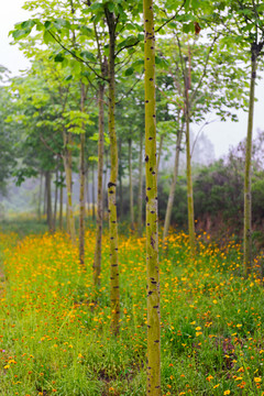 樹林 花草