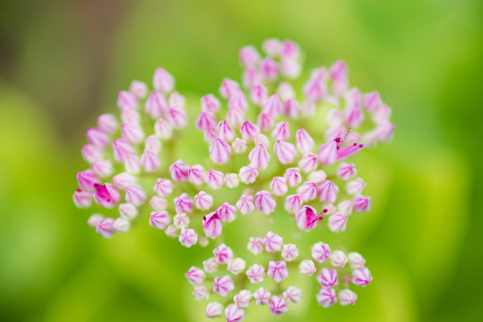 小紅花
