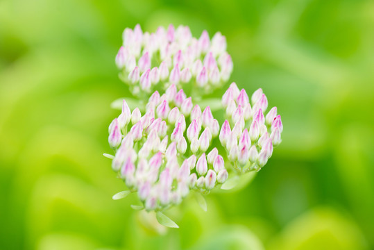 小紅花