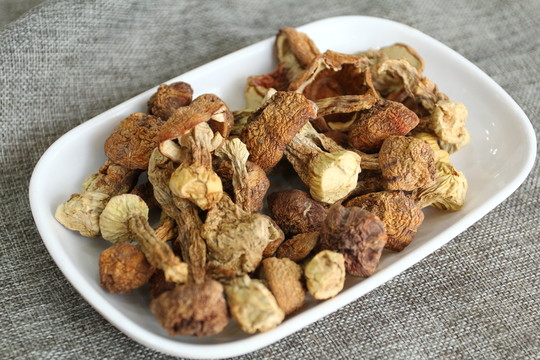 菌類