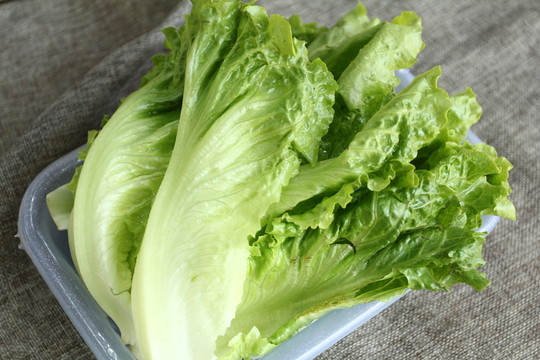 青菜