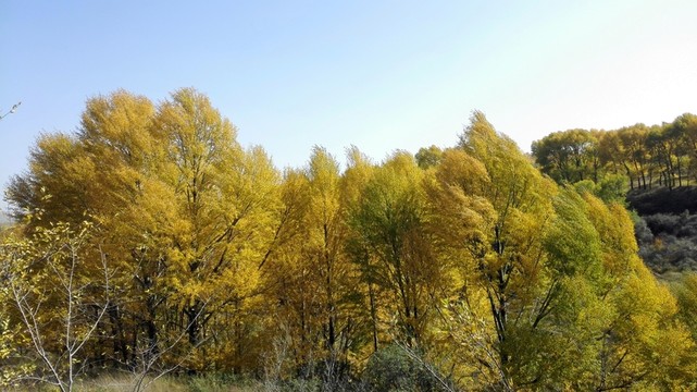 胡楊
