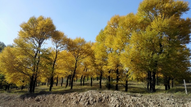 胡楊