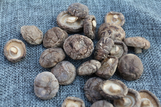 小香菇