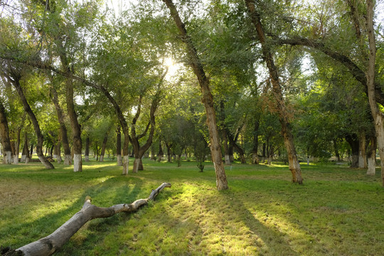 樹林