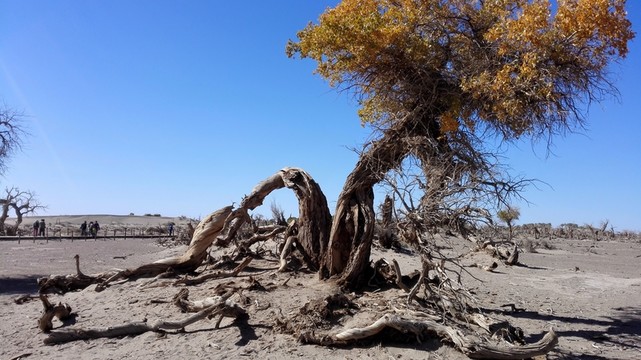 怪樹林