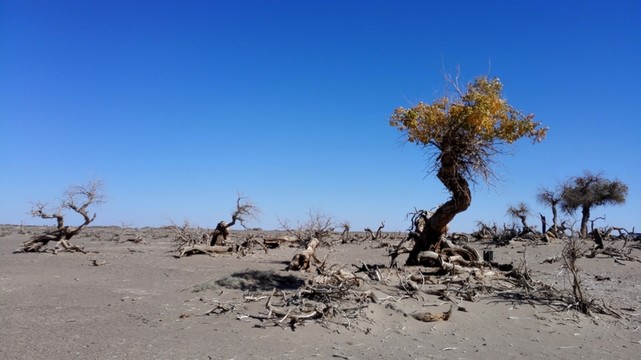 怪樹林