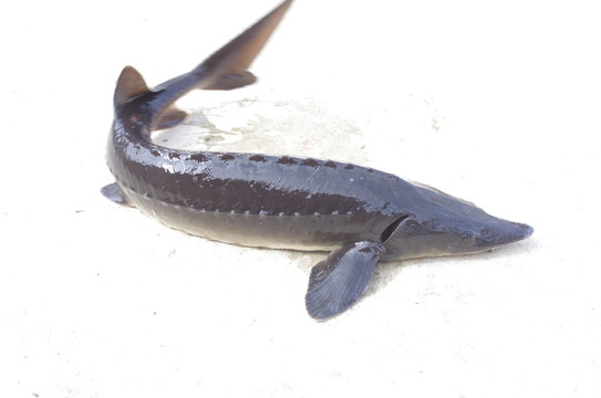 鱘魚(yú)