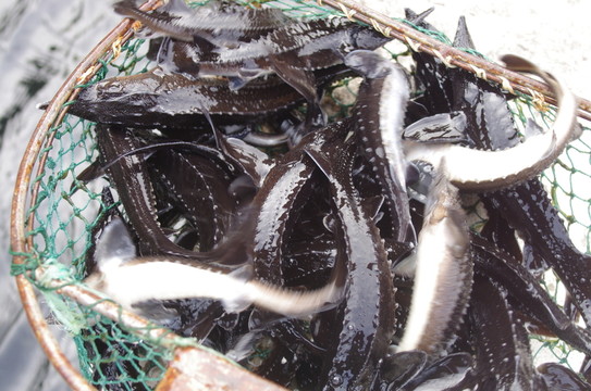 鱘魚苗