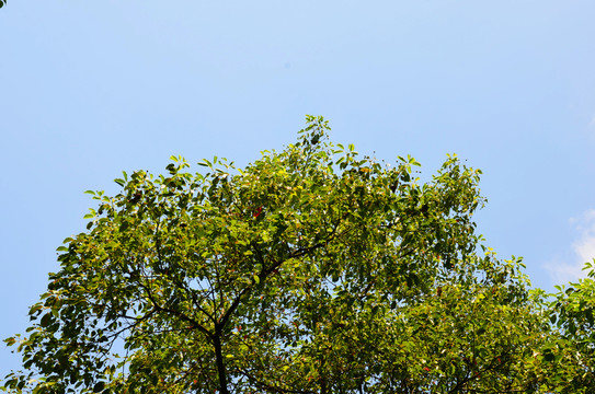 綠樹天空