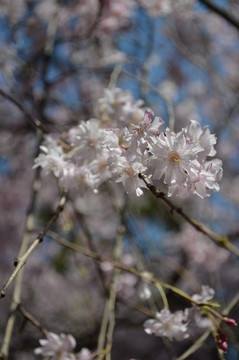櫻花