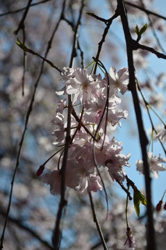 櫻花