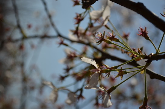 櫻花