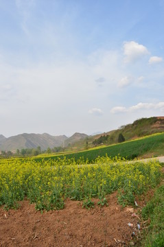 油菜花
